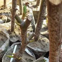 Green Seekers Activity